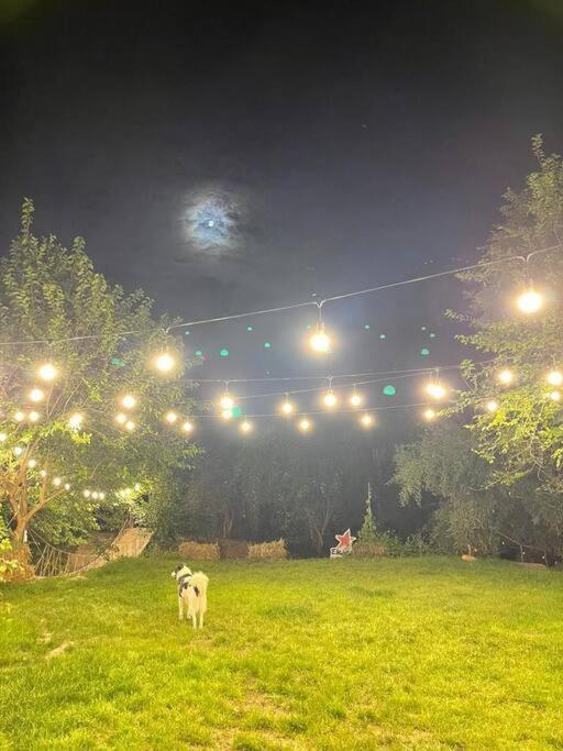 אראד Casa Din Povesti In Mijlocul Naturii! מראה חיצוני תמונה